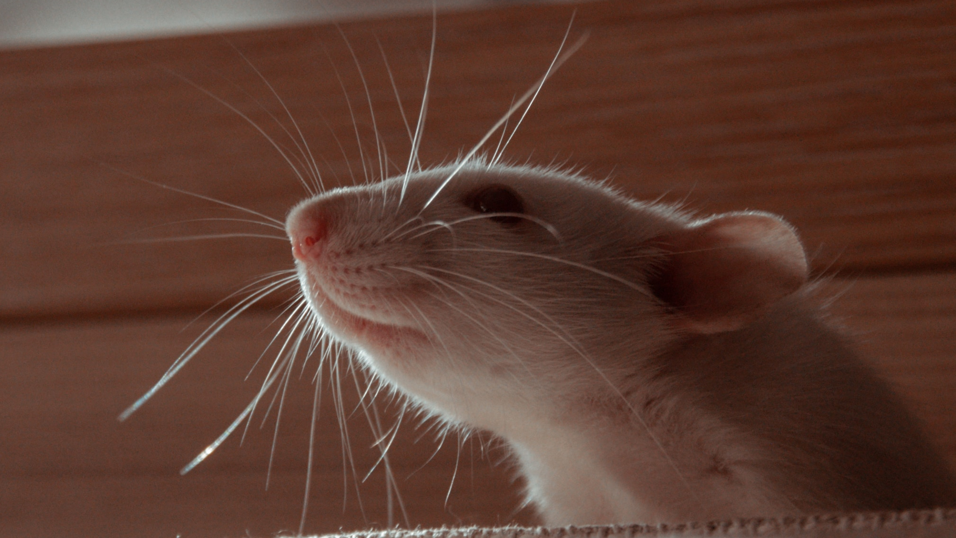 Las ratas también mueven sus cabezas al ritmo de la música